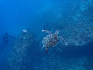 Fototapeta premium ゆったり泳ぐ美しく大きなアオウミガメ（ウミガメ科）。撮影するスキンダイバーもいる。英名学名：green sea turtle (Chelonia mydas) 静岡県伊豆半島賀茂郡南伊豆町中木ヒリゾ浜2024年 