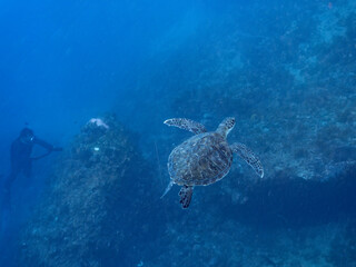 Fototapeta premium ゆったり泳ぐ美しく大きなアオウミガメ（ウミガメ科）。撮影するスキンダイバーもいる。英名学名：green sea turtle (Chelonia mydas) 静岡県伊豆半島賀茂郡南伊豆町中木ヒリゾ浜2024年 