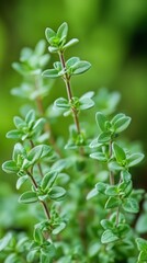 thyme plants with nature background