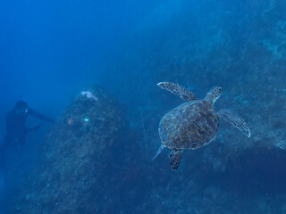 Obraz premium ゆったり泳ぐ美しく大きなアオウミガメ（ウミガメ科）。撮影するスキンダイバーもいる。英名学名：green sea turtle (Chelonia mydas) 静岡県伊豆半島賀茂郡南伊豆町中木ヒリゾ浜2024年 