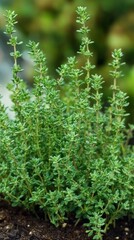 thyme plants with nature background