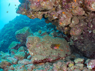 水中洞窟にいる大きく美しいアカハタ（ハタ科）他。
英名学名：Blacktip Grouper (Epinephelus fasciatus)
静岡県伊豆半島賀茂郡南伊豆町中木ヒリゾ浜2024年
