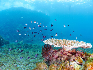 サンゴの白化現象
テーブルサンゴのフタスジリュウキュウスズメダイ、ミツボシクロスズメダイ、ヤリカタギ幼魚他
英名学名：Reticulated Dascyllus,Dascyllus reticulatus
Chevron Butterflyfish,Chaetodon trifascialis
Threespot dascyllus,Dascyllus trimaculatus
ヒリゾ浜2024
