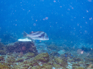 大きく美しいコショウダイ（イサキ科）。
英名学名：Crescent sweetlips (Plectorhinchus cinctus)
静岡県伊豆半島賀茂郡南伊豆町中木ヒリゾ浜2024年
