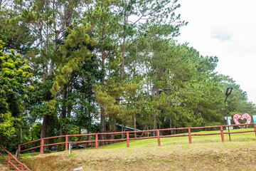 beautiful tall trees inside a nature park in Davao City Philippines. This  is in Eden Nature Park