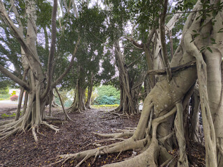 Mortan Bay Fig tree, Sunshine Coast, Queensland, Australia