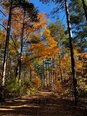 Fall Foliage in New England