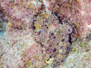 エスカ（触手）を振って魚を呼び寄せて狩る、巨大なオオモンカエルアンコウ（カエルアンコウ科）。
英名学名：Giant Frogfish, Antennarius commersoni
自分よりも大きな獲物でも、１０倍に広がる大きな口で丸呑みにする。
その速度は0.0001秒。生物界最速のハンターである。

静岡県伊豆半島賀茂郡南伊豆町中木ヒリゾ浜2024年
