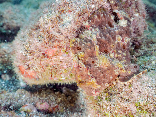 エスカ（触手）を振って魚を呼び寄せて狩る、巨大なオオモンカエルアンコウ（カエルアンコウ科）。
英名学名：Giant Frogfish, Antennarius commersoni
自分よりも大きな獲物でも、１０倍に広がる大きな口で丸呑みにする。
その速度は0.0001秒。生物界最速のハンターである。

静岡県伊豆半島賀茂郡南伊豆町中木ヒリゾ浜2024年
