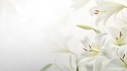 white lily flowers banner. White lily flower on white background.