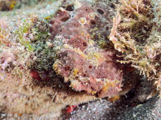 エスカ（触手）を振って魚を呼び寄せて狩る、巨大なオオモンカエルアンコウ（カエルアンコウ科）。
英名学名：Giant Frogfish, Antennarius commersoni
自分よりも大きな獲物でも、１０倍に広がる大きな口で丸呑みにする。
その速度は0.0001秒。生物界最速のハンターである。

静岡県伊豆半島賀茂郡南伊豆町中木ヒリゾ浜2024年
