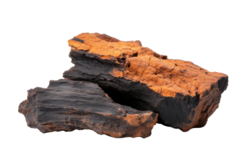 Healthy vitality mushroom Inonotus obliquus is displayed with its distinct dark and orange hues, revealing its textured surface. This species is known for its medicinal properties