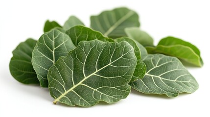 Fototapeta premium Closeup of Green Leaves