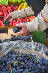 Fresh Grapes Now Available at the Local Farmers Market CloseUp Shot of Delicious Fresh Produce