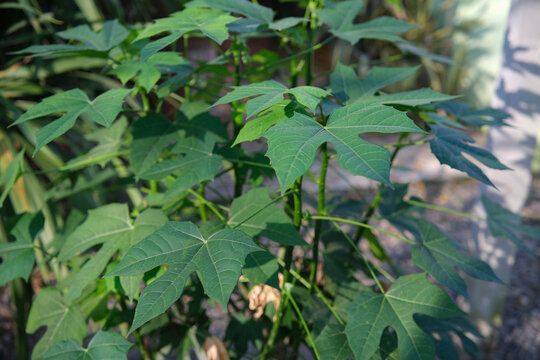 Tree spinach (Cnidoscolus chayamansa McVaugh) is a very nutritious vegetable or Mexican kale, family