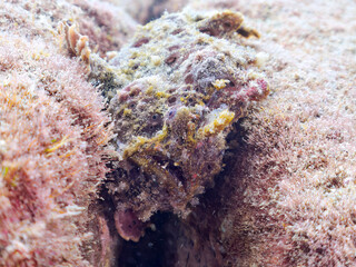 エスカ（触手）を振って魚を呼び寄せて狩る、巨大なオオモンカエルアンコウ（カエルアンコウ科）。
英名学名：Giant Frogfish, Antennarius commersoni
自分よりも大きな獲物でも、１０倍に広がる大きな口で丸呑みにする。
その速度は0.0001秒。生物界最速のハンターである。

静岡県伊豆半島賀茂郡南伊豆町中木ヒリゾ浜2024年
