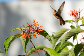 Hummingbird flying over some flowers