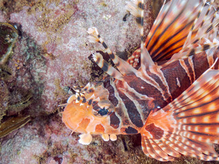 広げた羽根が美しいキリンミノ（フサカサゴ科）の幼魚。
英名学名：Zebra turkeyfish (Dendrochirus zebra) 
静岡県伊豆半島賀茂郡南伊豆町中木ヒリゾ浜2024年
