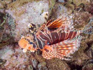 広げた羽根が美しいキリンミノ（フサカサゴ科）の幼魚。
英名学名：Zebra...