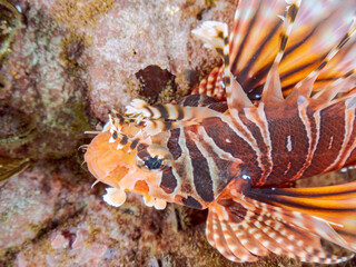 広げた羽根が美しいキリンミノ（フサカサゴ科）の幼魚。
英名学名：Zebra turkeyfish (Dendrochirus zebra) 
静岡県伊豆半島賀茂郡南伊豆町中木ヒリゾ浜2024年
