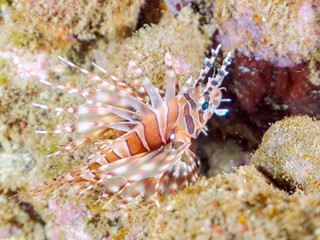 広げた羽根が美しいキリンミノ（フサカサゴ科）の幼魚。
英名学名：Zebra turkeyfish (Dendrochirus zebra) 
静岡県伊豆半島賀茂郡南伊豆町中木ヒリゾ浜2024年
