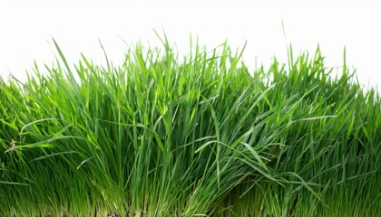 Fresh and Vibrant: Isolated Green Grass for Design Purposes