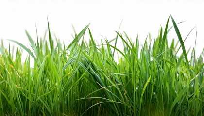 Fototapeta premium Pure Green: A Single Blade of Grass for Object Design