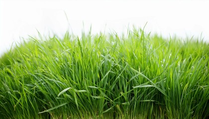Nature's Touch: Isolated Green Grass for Creative Projects