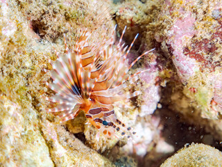 広げた羽根が美しいキリンミノ（フサカサゴ科）の幼魚。
英名学名：Zebra turkeyfish (Dendrochirus zebra) 
静岡県伊豆半島賀茂郡南伊豆町中木ヒリゾ浜2024年
