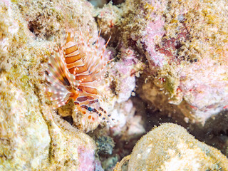 広げた羽根が美しいキリンミノ（フサカサゴ科）の幼魚。
英名学名：Zebra turkeyfish (Dendrochirus zebra) 
静岡県伊豆半島賀茂郡南伊豆町中木ヒリゾ浜2024年
