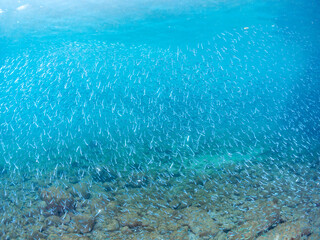 Fototapeta premium 美しいキビナゴ（ニシン科）他の大群。 英名学名：Silver-Stripe Round Herrings (Spratelloides gracilis) 静岡県伊豆半島賀茂郡南伊豆町中木ヒリゾ浜2024年 