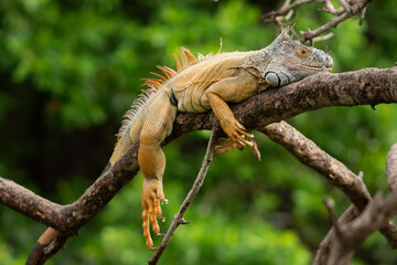 Giant iguanas perched on tree branches