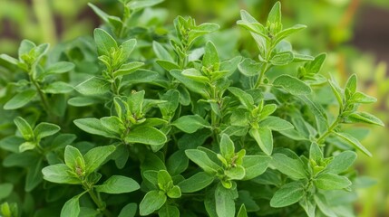 sage plant with nature background