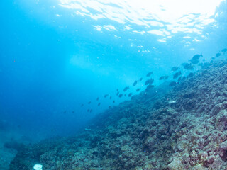 美しいアイゴ（アイゴ科）、ニザダイ（ニザダイ科）、メジナ（イスズミ科）他の群れ。
英名学名：Rabbitfish, Siganus fuscescens
Sawtail (Prionurus scalprum)
Largescale Blackfish, Girella punctata
静岡県伊豆半島賀茂郡南伊豆町中木ヒリゾ浜2024年
