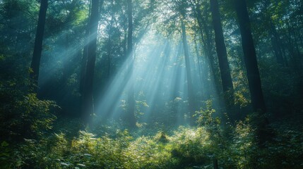 A serene forest scene with sun rays filtering through trees, creating a tranquil atmosphere.