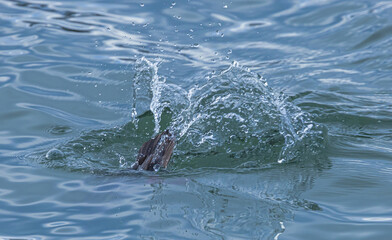 Fototapeta premium Water Droplets Created By Diving Merganser