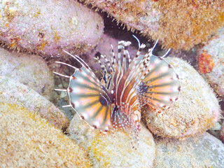 広げた羽根が美しいキリンミノ（フサカサゴ科）の幼魚。
英名学名：Zebra turkeyfish (Dendrochirus zebra) 
静岡県伊豆半島賀茂郡南伊豆町中木ヒリゾ浜2024年
