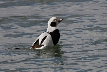 Long-Tailed Duck In Lake Ontario