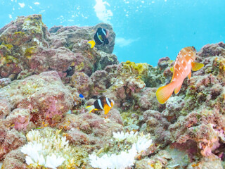 サンゴの白化現象とイソギンチャク畑のクマノミ（クマノミ亜科）ペア、ミツボシクロスズメダイ（スズメダイ科）、アカハタ（ハタ科）他群れ
英名学名：Yellowtail clownfish, Amphiprion clarkii
Threespot dascyllus, Dascyllus trimaculatus
Blacktip Grouper, Epinephelus fasciatus
ヒリゾ浜