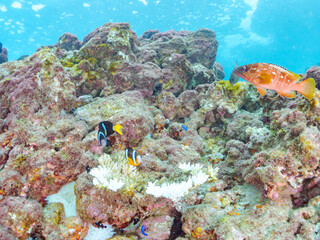 サンゴの白化現象とイソギンチャク畑のクマノミ（クマノミ亜科）ペア、ミツボシクロスズメダイ（スズメダイ科）、アカハタ（ハタ科）他群れ
英名学名：Yellowtail clownfish, Amphiprion clarkii
Threespot dascyllus, Dascyllus trimaculatus
Blacktip Grouper, Epinephelus fasciatus
ヒリゾ浜