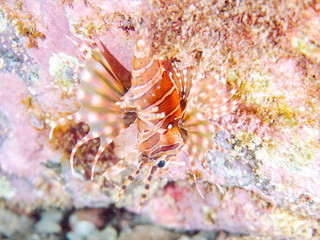 広げた羽根が美しいキリンミノ（フサカサゴ科）の幼魚。
英名学名：Zebra turkeyfish (Dendrochirus zebra) 
静岡県伊豆半島賀茂郡南伊豆町中木ヒリゾ浜2024年
