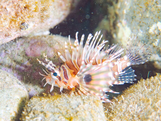 広げた羽根が美しいキリンミノ（フサカサゴ科）の幼魚。
英名学名：Zebra turkeyfish (Dendrochirus zebra) 
静岡県伊豆半島賀茂郡南伊豆町中木ヒリゾ浜2024年
