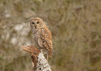 Barred Owl Looking Very Intent