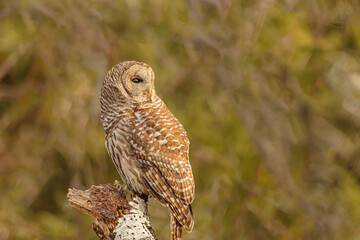 Barred Owl Looking Very Intent