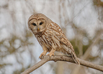 Barred Owl Looking Very Intent