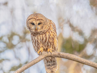 Barred Owl Looking Very Intent
