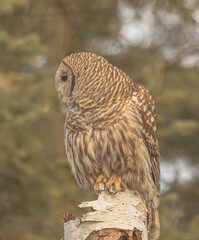 Barred Owl After Feasting On Vole