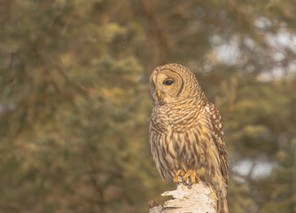 Barred Owl Looking Very Intent