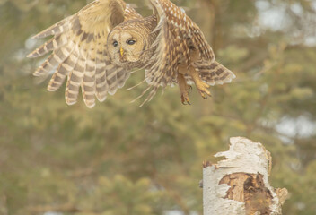 Barred Owl Hunting For Food