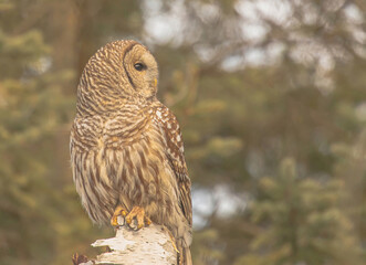 Barred Owl Looking Very Intent